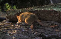 Antechinus flavipes