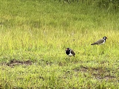 Vanellus indicus atronuchalis