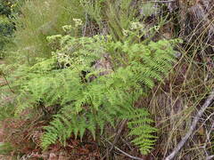 Pteridium aquilinum capense