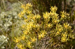 Leucadendron modestum