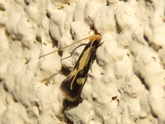 Isocorypha mediostriatella