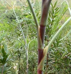 Notobubon gummiferum