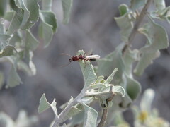 Odontomachus haematodus