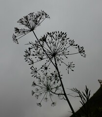 Notobubon gummiferum