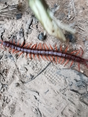 Scolopendra dehaani