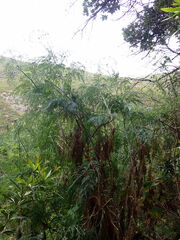 Notobubon gummiferum