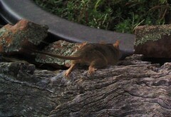 Antechinus flavipes
