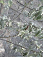 Odontomachus haematodus