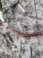 Scolopendra dehaani