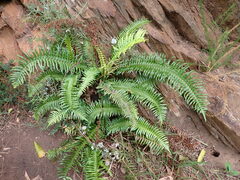 Blechnum punctulatum
