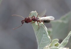 Odontomachus haematodus