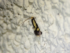 Isocorypha mediostriatella