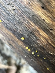 Dacrymyces capitatus