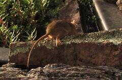 Antechinus flavipes