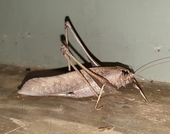 Mecopoda