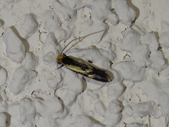 Isocorypha mediostriatella