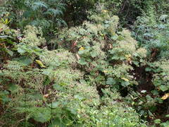 Pelargonium papilionaceum