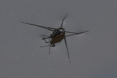 Trepobates subnitidus