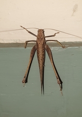Mecopoda