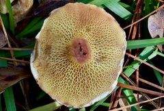 Suillus decipiens