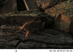 Antechinus flavipes