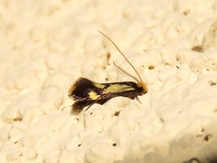 Isocorypha mediostriatella