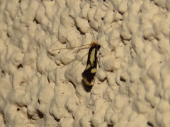 Isocorypha mediostriatella