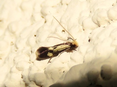 Isocorypha mediostriatella