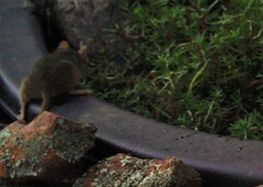 Antechinus flavipes