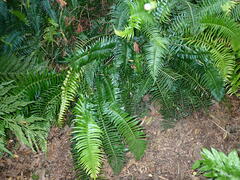 Blechnum punctulatum