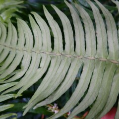 Blechnum punctulatum