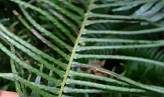 Blechnum punctulatum