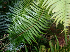 Blechnum punctulatum