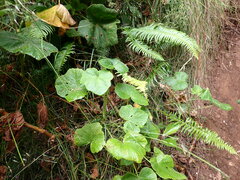 Pelargonium papilionaceum