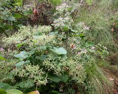 Pelargonium papilionaceum