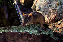 Antechinus flavipes