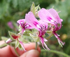 Pelargonium papilionaceum