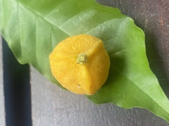 Toechima daemelianum