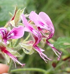 Pelargonium papilionaceum