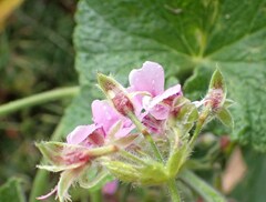 Pelargonium papilionaceum