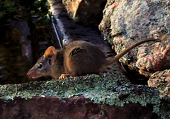 Antechinus flavipes