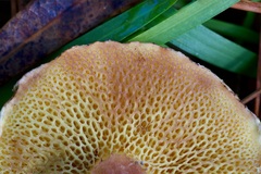Suillus decipiens
