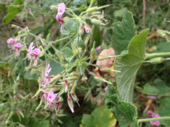 Pelargonium papilionaceum