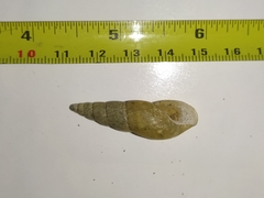 Obeliscus
