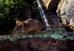 Antechinus flavipes