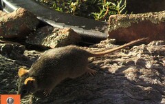 Antechinus flavipes