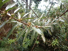 Brabejum stellatifolium