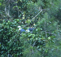 Columba leucomela