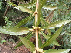 Brabejum stellatifolium