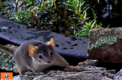 Antechinus flavipes